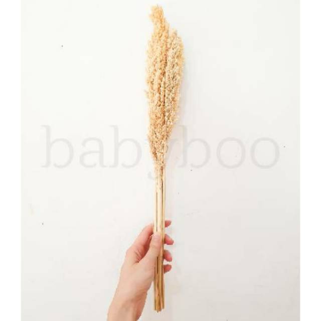 1 ikat Bunga kering CANTEL / chantel /jagung/ kantil / sorgum lokal dried flower bleaching