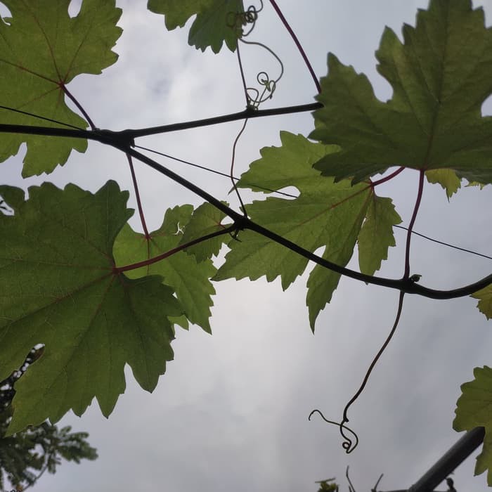 entres anggur transfigurasi & autum royal seedlles