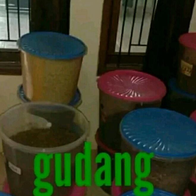 Kaliandra Merah-Kaliandra Putih-Indigofera-Kelor-Lamtoro-Turi 300 Gram