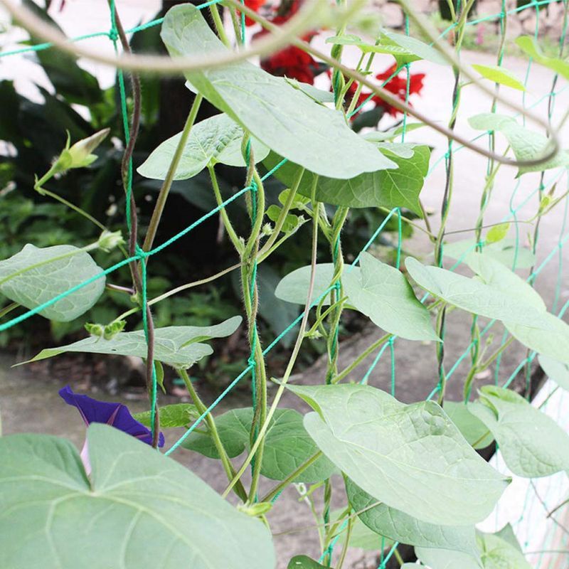 1.8*3.6m Jaring Rambatan Tanaman Buah Sayuran/Buah Plant Climbing Net/Jaring Tanaman Buah Tomat