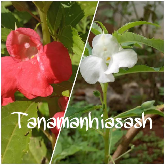 Bibit bunga tanaman hias pacar air putih, pacar air orens, pacar air pink muda, ungu,  pink tua