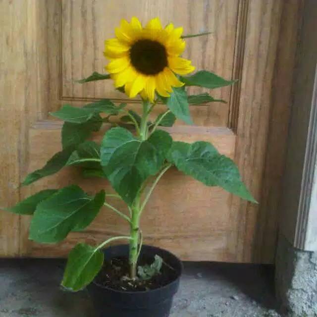 jual bibit bunga matahari belum berbunga- bunga matahari -