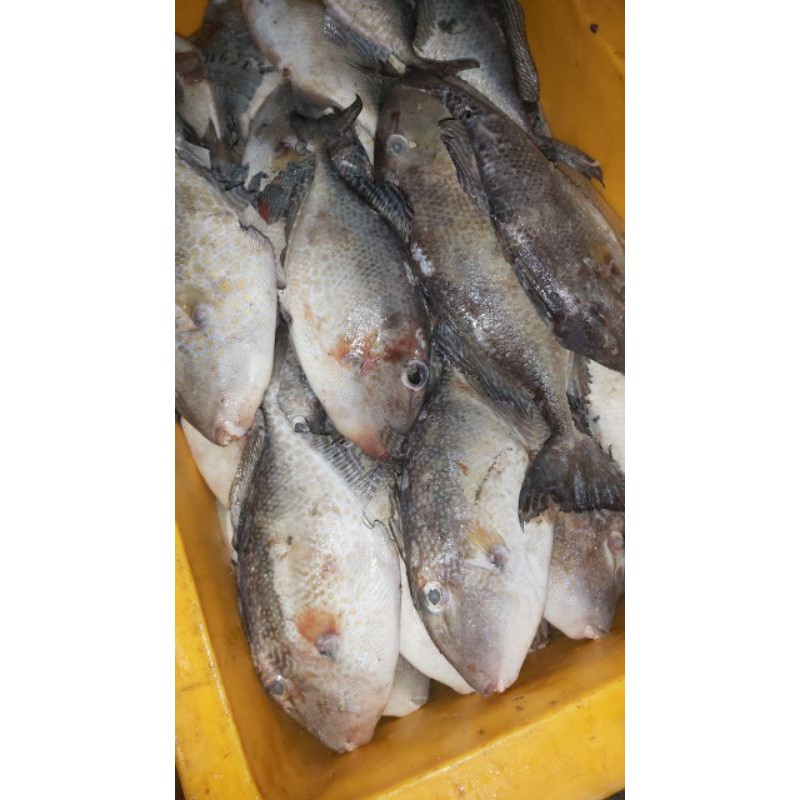 

ikan ayam ayaman