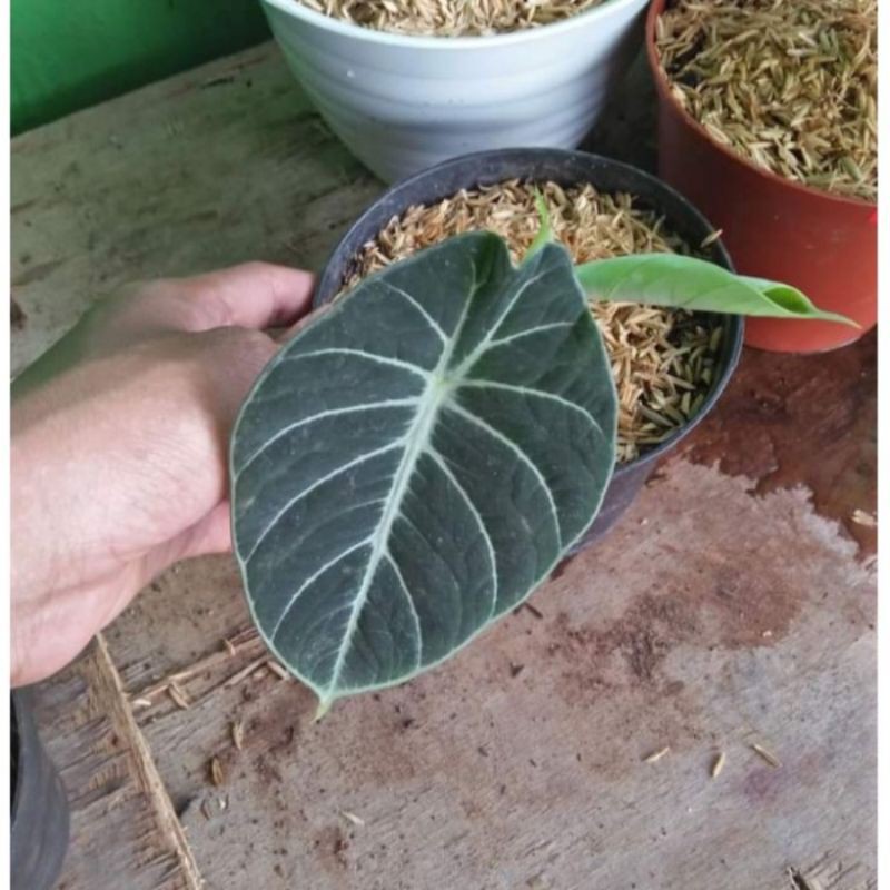 tanamanhias alokasia black velvet alokasia