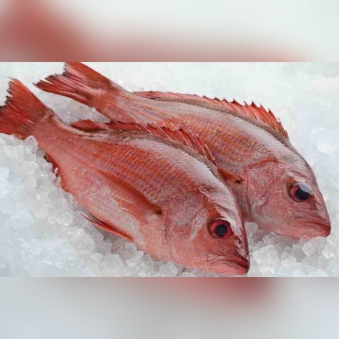 

Ikan Kakap Merah Segar - 1 Kg
