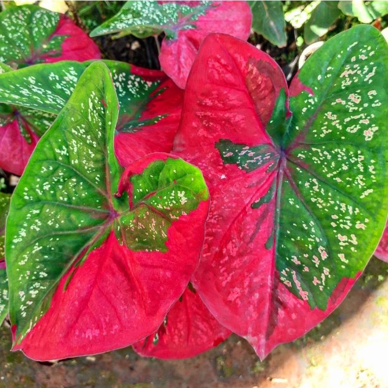 Caladium Baret / bunga keladi / tanaman hias keladi murah / tanaman keladi hidup / caladium thailand