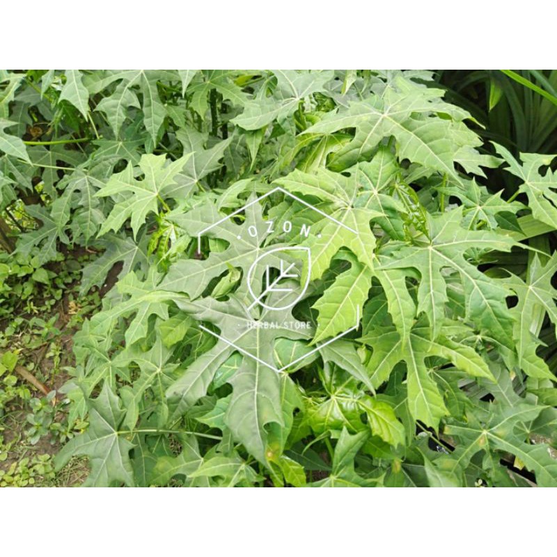 

Daun Gedi Pepaya Paya Jepang Sayur Yondok Kemasan 1kg