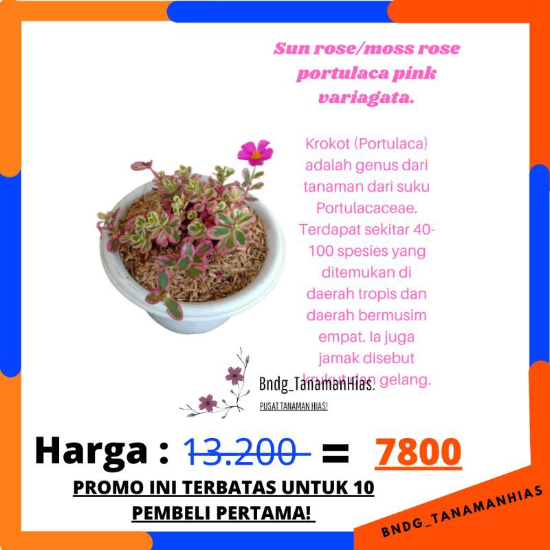 PROMO BUNGA SUN ROSE/MOSS ROSE KROKOT PORTULACA HANA VARIAGATA PINK | TERMURAH