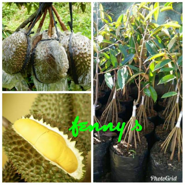 Bibit durian Montong kaki 10