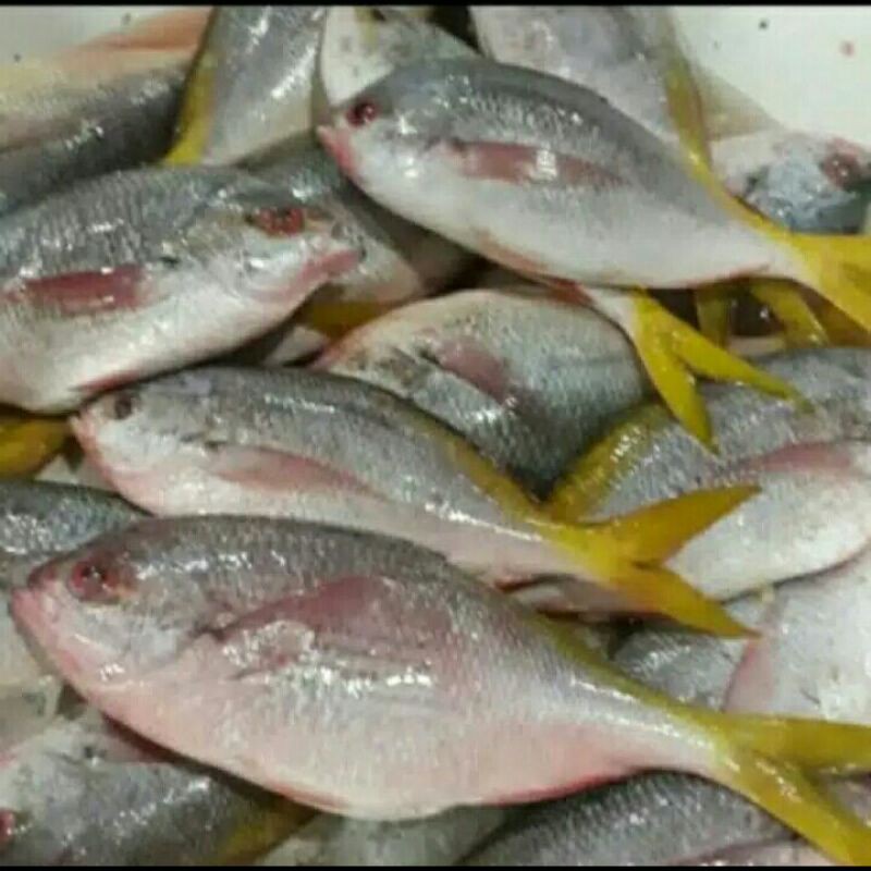 

Puri Segar Shop, Ikan Ekor Kuning Segar / 500 Gram (ORDERAN PAGI HARI)