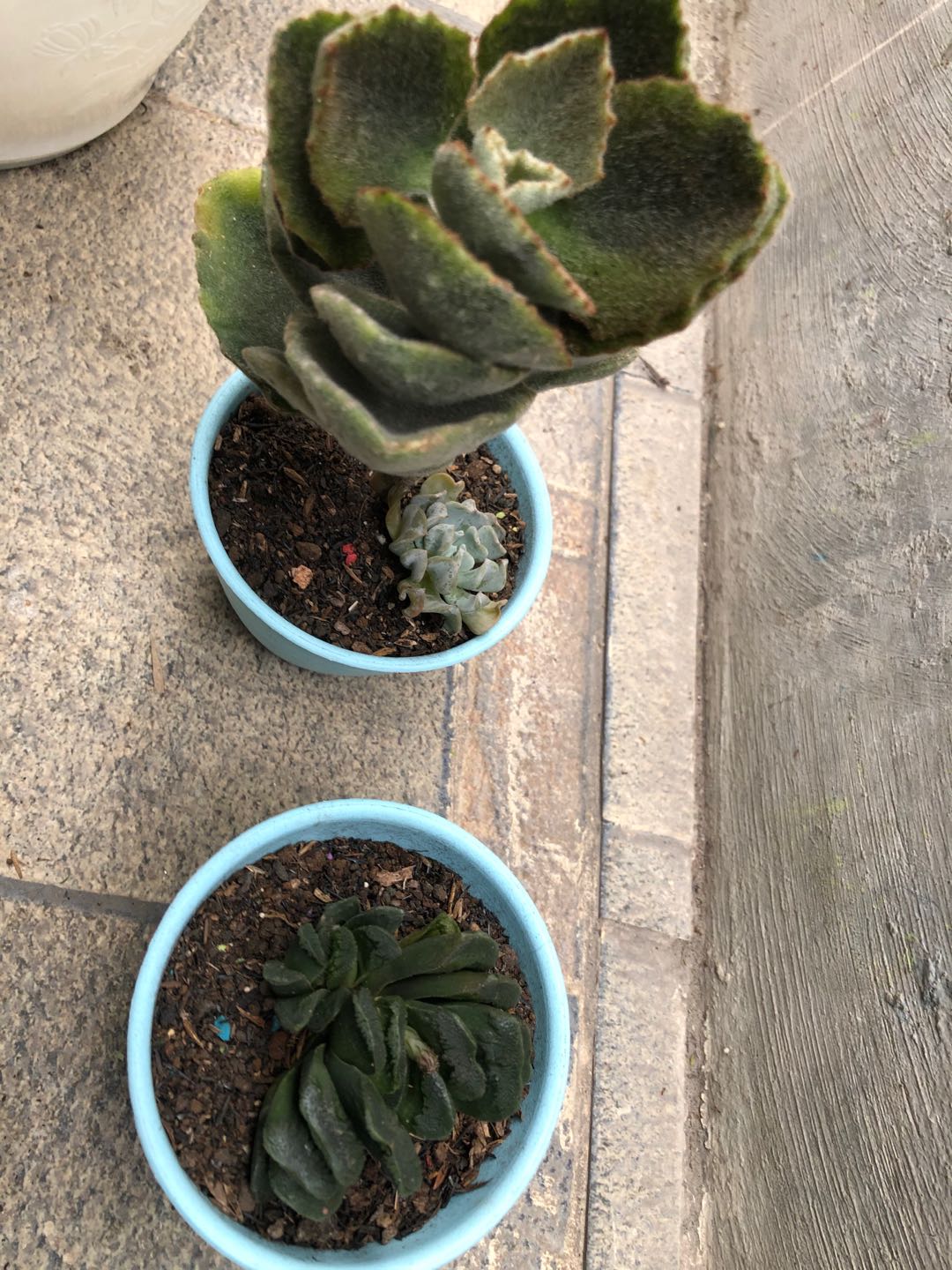 Tanaman Hias Haworthia Truncata