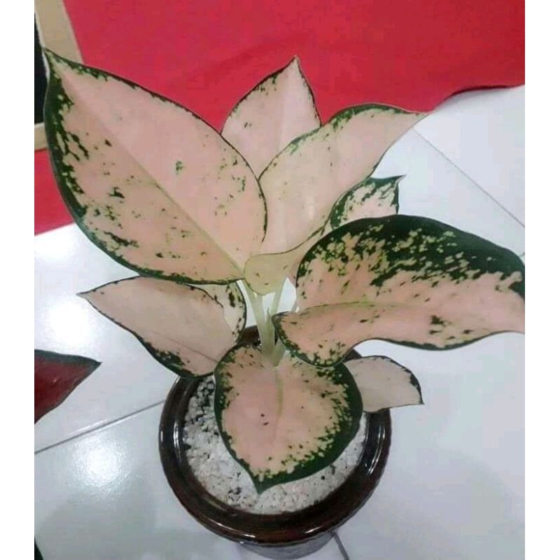 aglonema kochin sutra