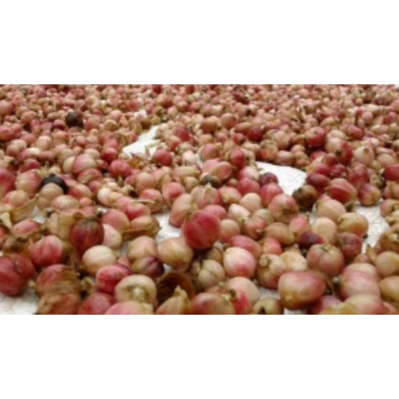 

kapulaga cardamon segar herbal
