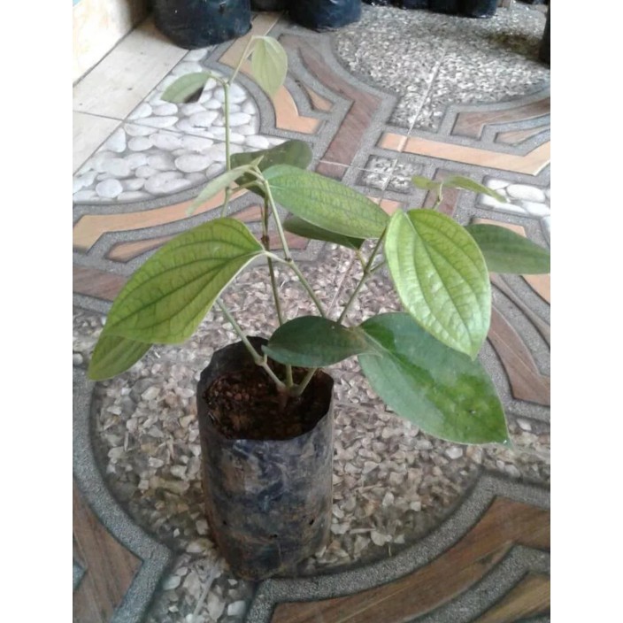 Bibit Tanaman Merica Lada Perdu Unggulan