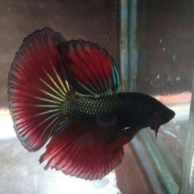 cupang hias halfmoon