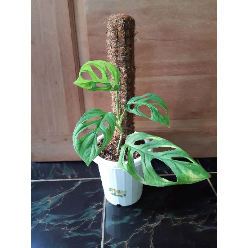 Tanaman hias janda bolong + pot putih dan turus