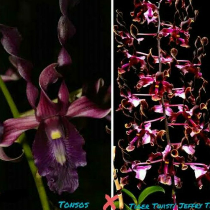 Anggrek Dendrobium dewasa tosson's x tiger twis / jeffry tan