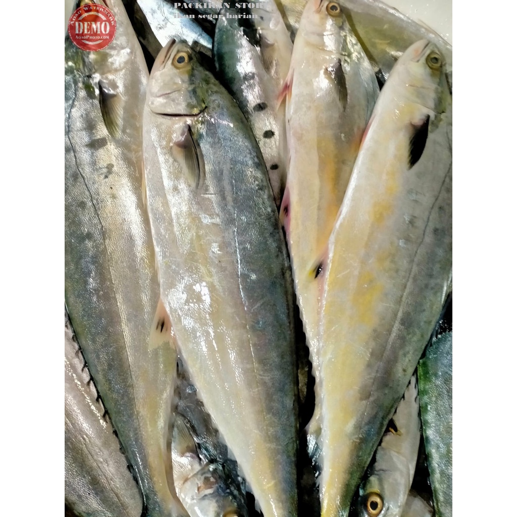 

Ikan Talang Talang Segar Frseh Dan Bergaransi