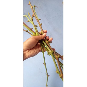 Entres Anggur Import