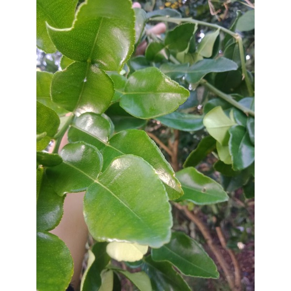 

DAUN JERUK PURUT (BUMBU)
