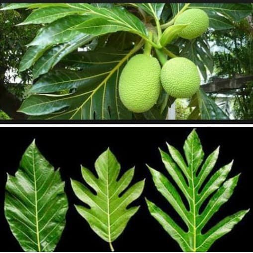 

Daun Sukun Kulur Buah Roti Artocarpus Altilis Segar Hijau