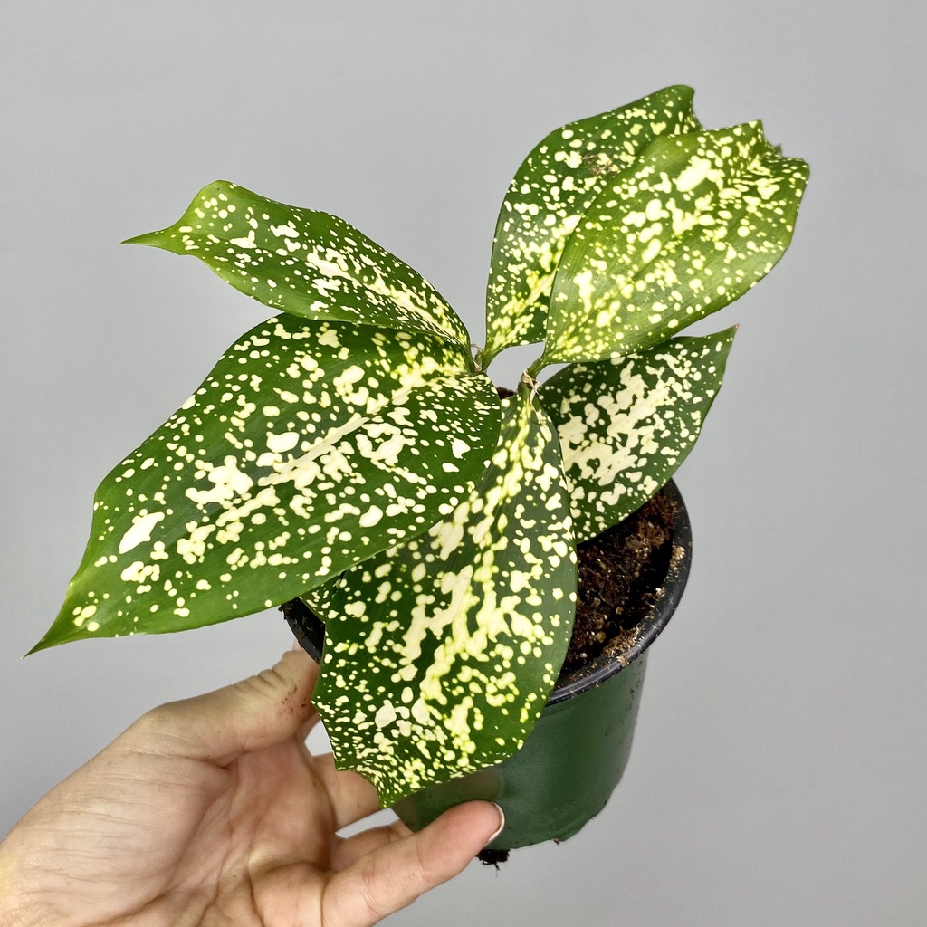 Tanaman Gold Dust Dracaena taman bergaransi