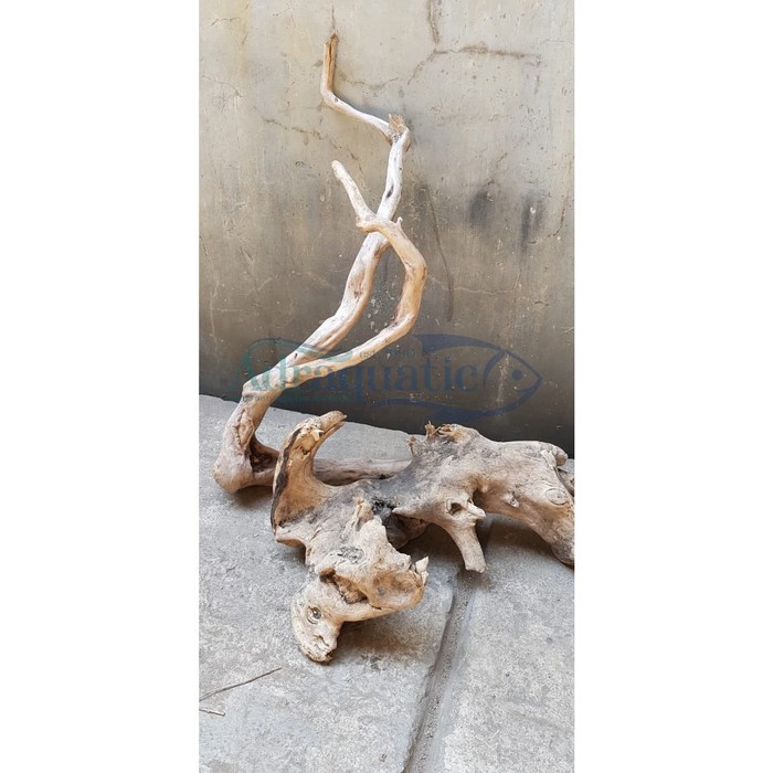 KAYU TENGGER BASKING REPTIL KURAKURA ULAR SALAMANDER BUNGLON