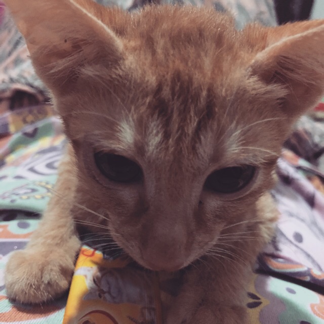 agneswh