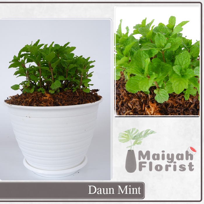 Tanaman Herbal Daun Mint