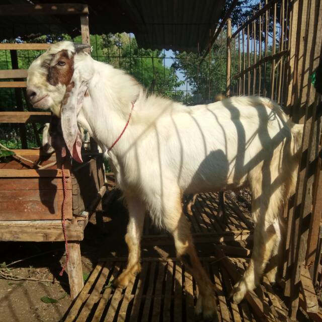 

Kambing Kurban/Qurban Surabaya