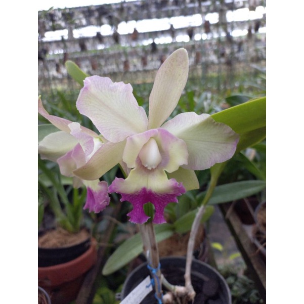 paket ekonomis 3 pcs seedling catteleya hybrid/promo bibit anggrek catteleya