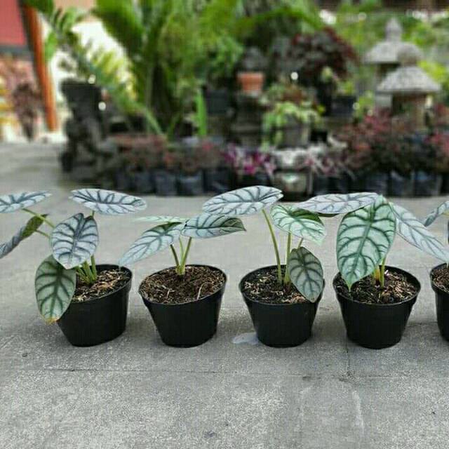 TANAMAN ALOCASIA SILVER DRAGON | ALOCASIA WHITE DRAGON