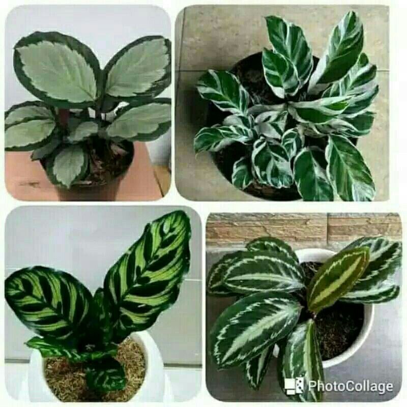 Tanaman Hias Paket 4 Jenis Calathea-paket 4 jenis calathea promo-paket 4 jenis calathea-PROMO