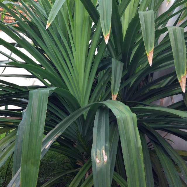 Daun Pandan Besar Bungkus Bakcang Bangka Bacang Wangi Harum