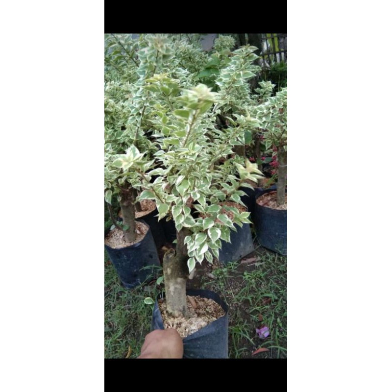 tanaman Bougenville Singapura mikro