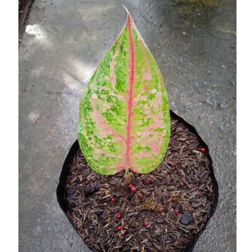 aglonema baby LOD / baby light of diamon