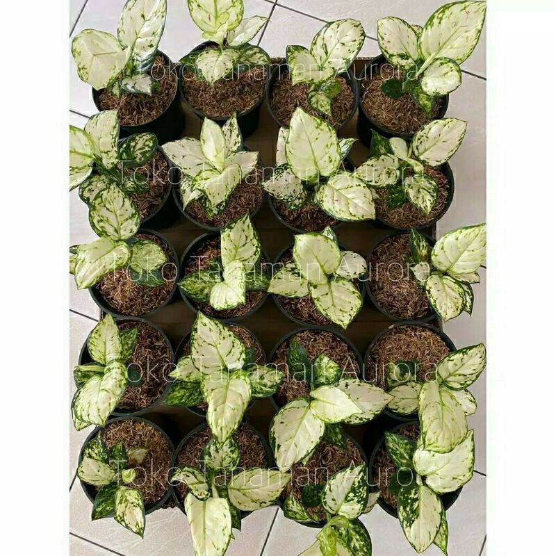 Aglonema Super White Bibit/Anakan