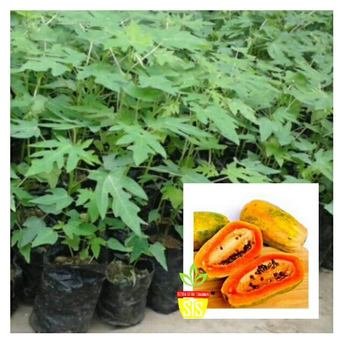 bibit buah pepaya cibinong