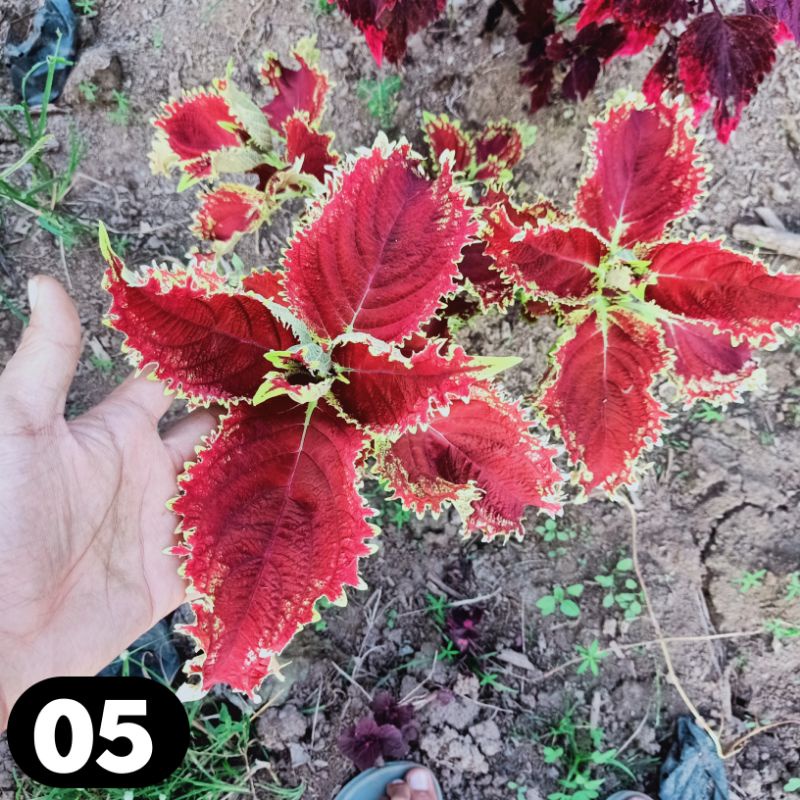 miana coleus jawer kotok iler tanama hias murah bunga miana murah miyana langka premium miana merah