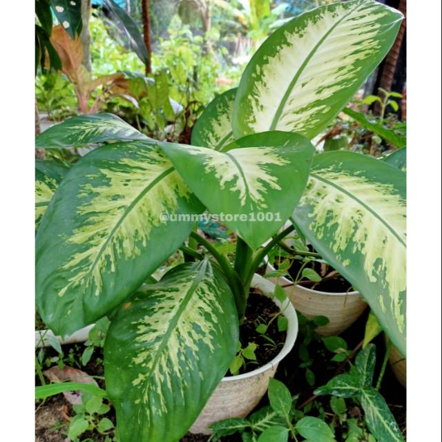 COD Khusus Kota Jambi - Aglonema BIG Pot Besar