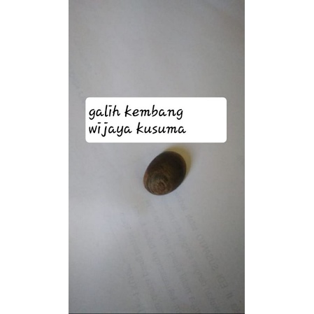kayu galih kembang wijoyo kusumo