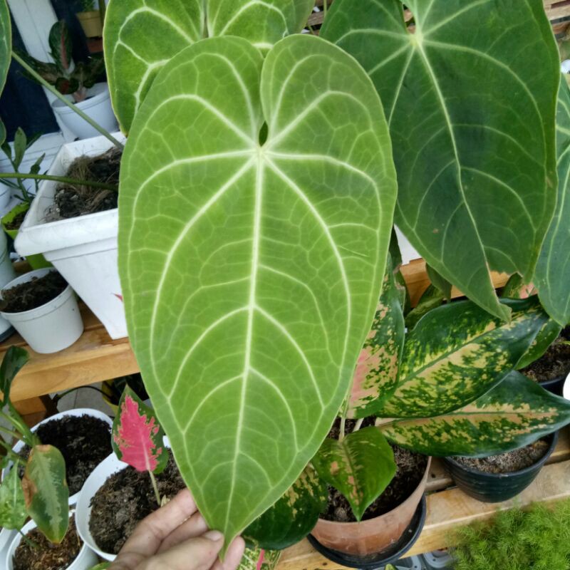 anthurium magnificum/kuping gajah kalong