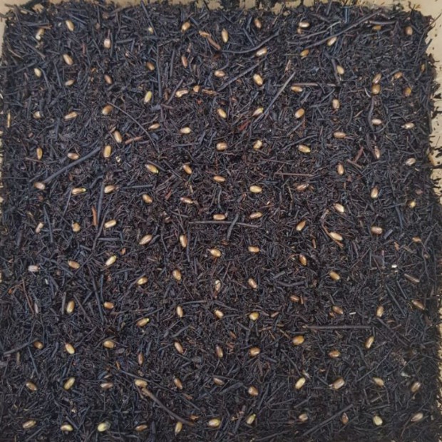 Biji anthurium jemani mangkok pagoda