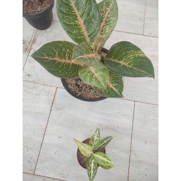 aglonema hq dan white legacy mutasi