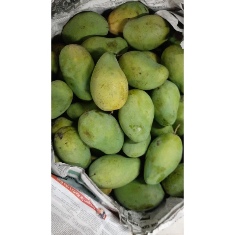 

mangga Harum Manis