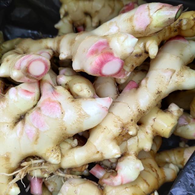 

jahe gajah steril 1 kg