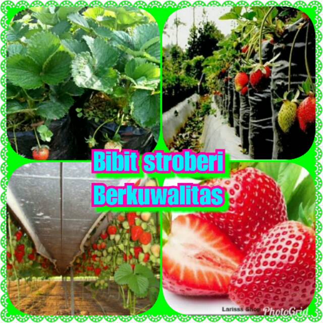 Bibit stroberi