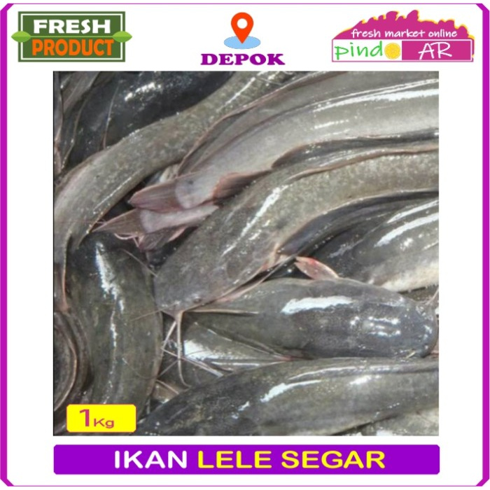 

IKAN LELE SEGAR - DIBERSIHKAN