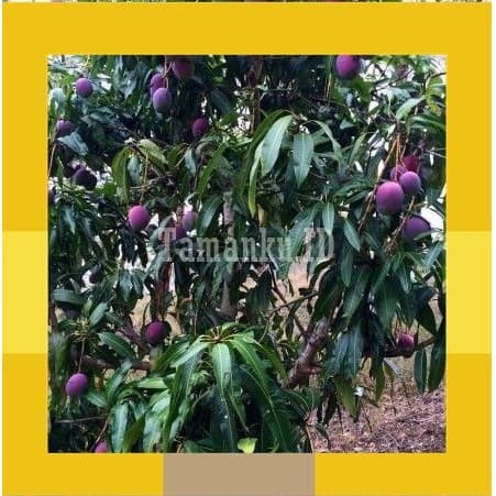 READY TANAMAN BIBIT BUAH MANGGA IRWIN MANGGA UNGU POHON MANGGA IRWIN ,