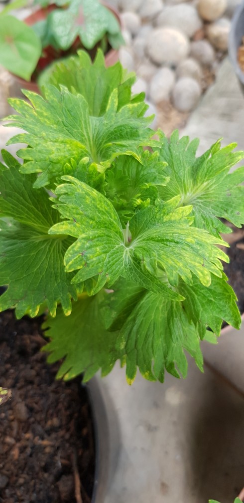 No 31 Tanaman Hias Miana/coleus/iler/jawe Kotok